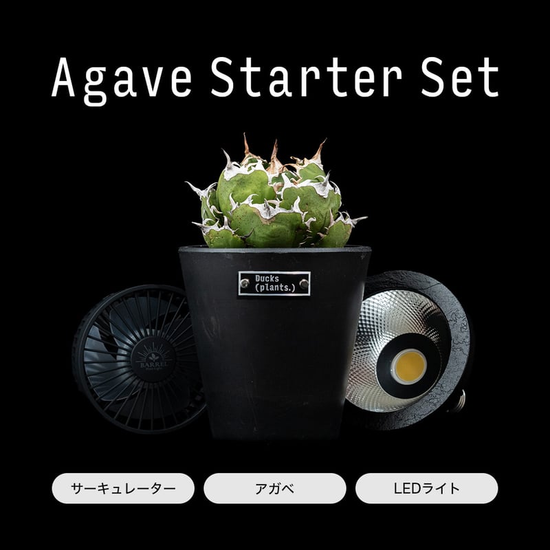 Ducks ( plants. ) アガベスターターセット | Ducks ( plants. )