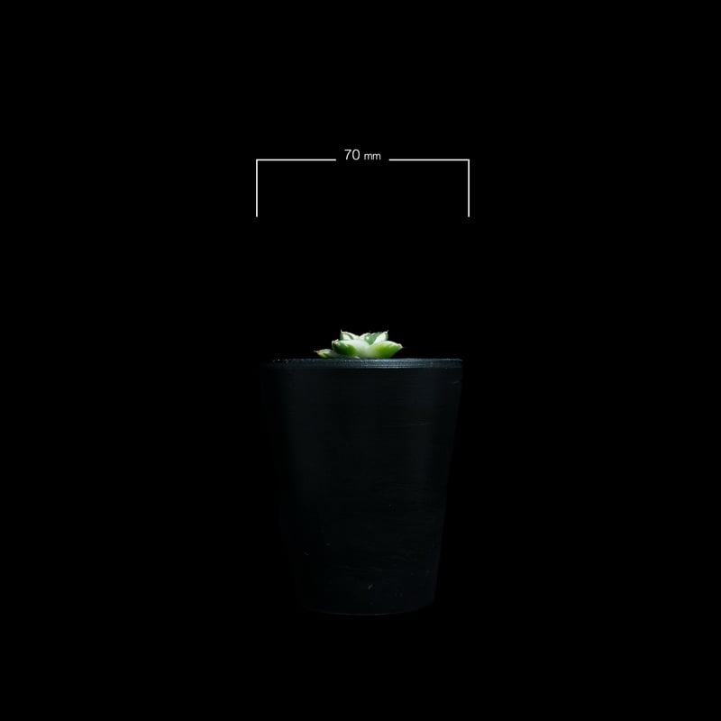 アガベ 王妃笹の雪 A型 白覆輪斑 ピンキー / Agave filifera var. co