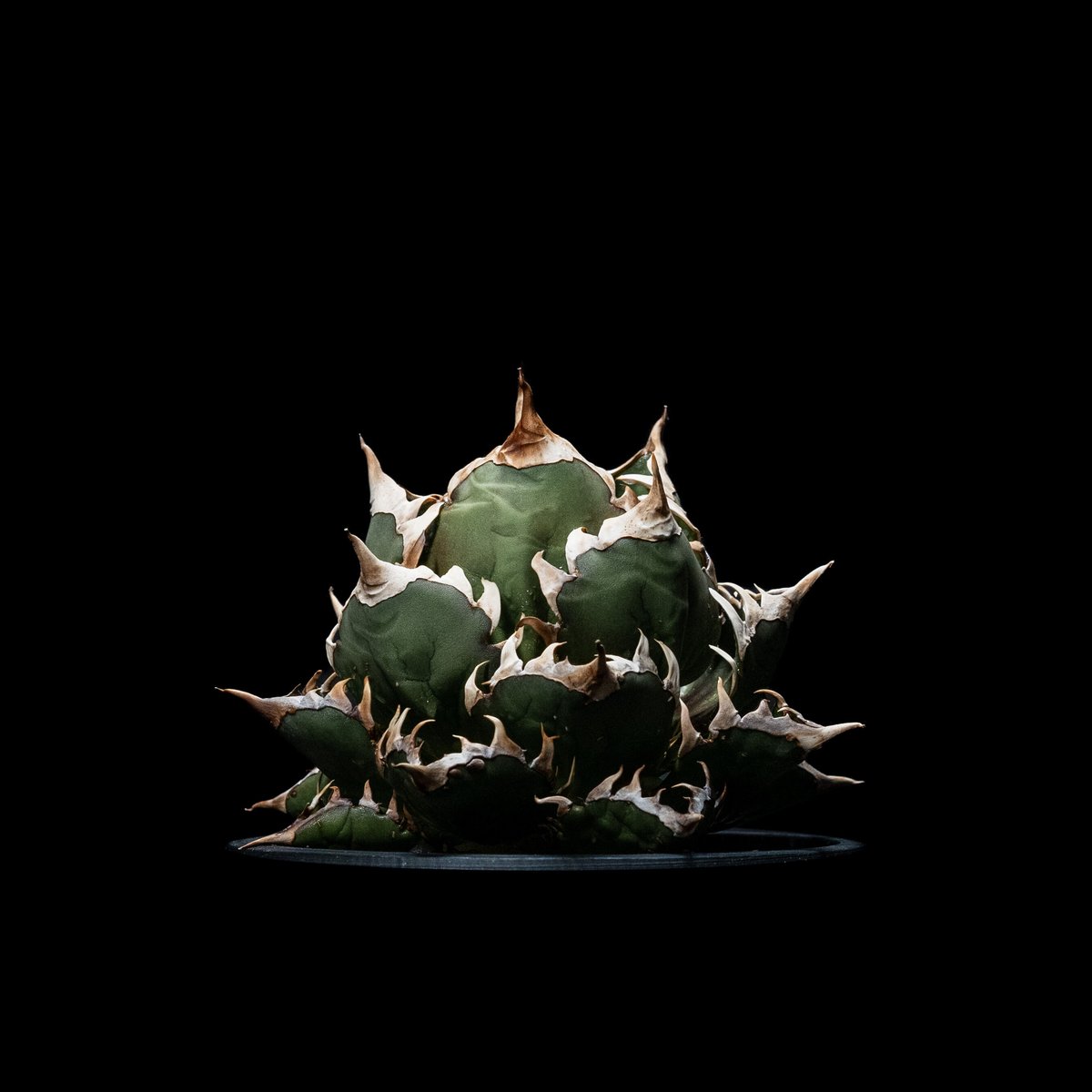 アガベ チタノタ レッド・キャットウィーズル / Agave titanota 'Red Ca