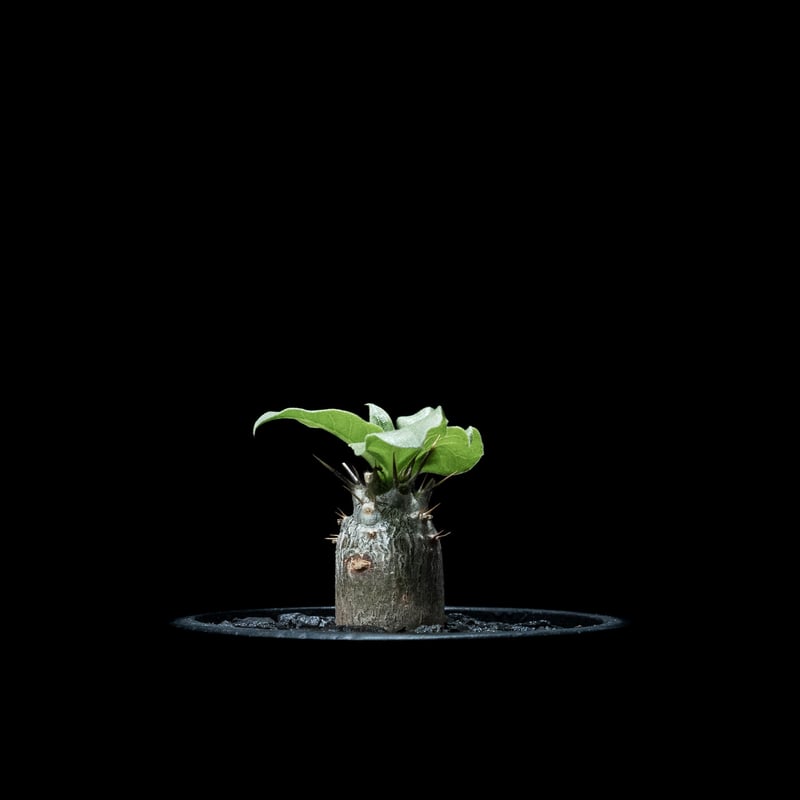 パキポディウム レアリー / Pachypodium Lealii #1 | Ducks (