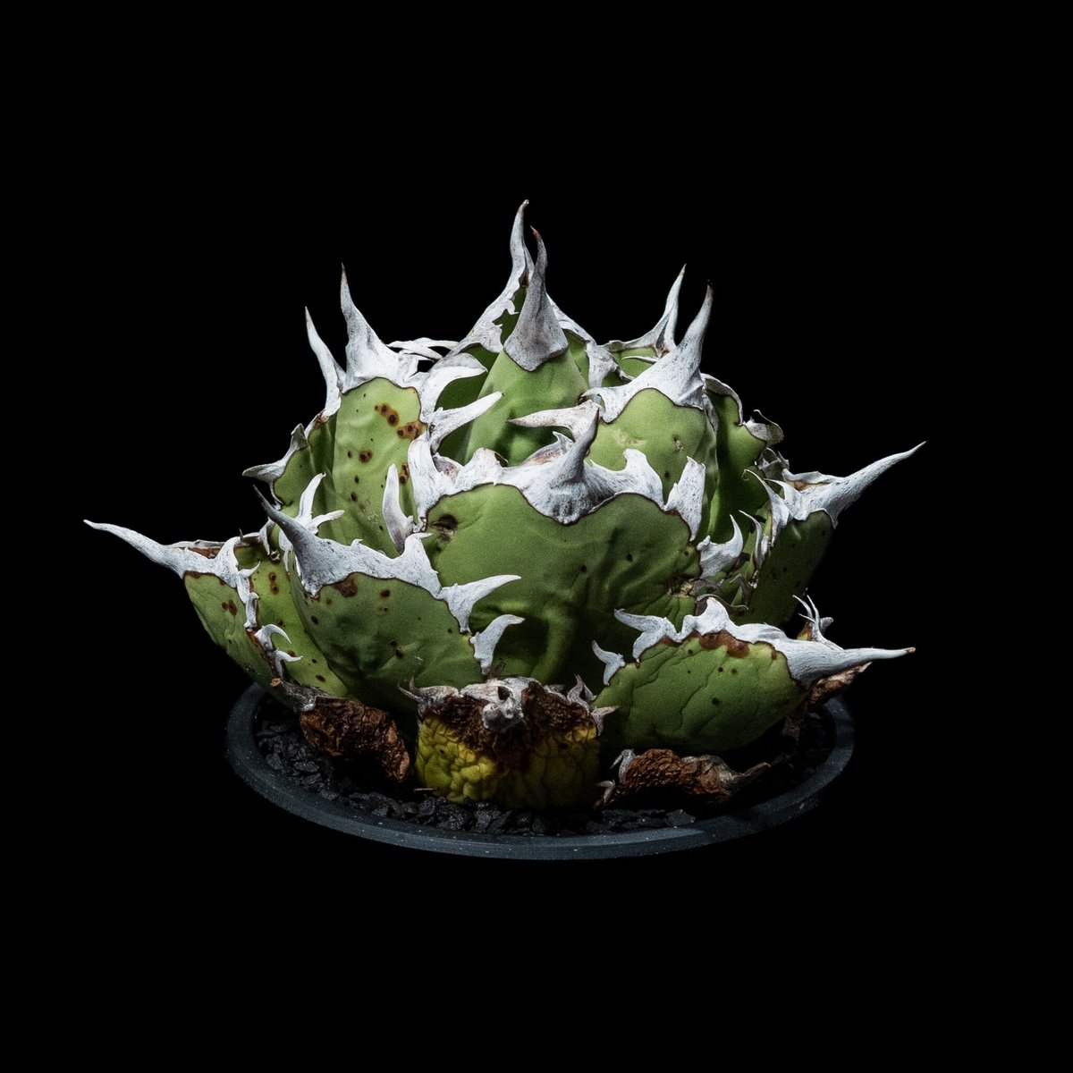 アガベ チタノタ 白排刺 大鋼牙 / Agave titanota 'Chain' #1 |