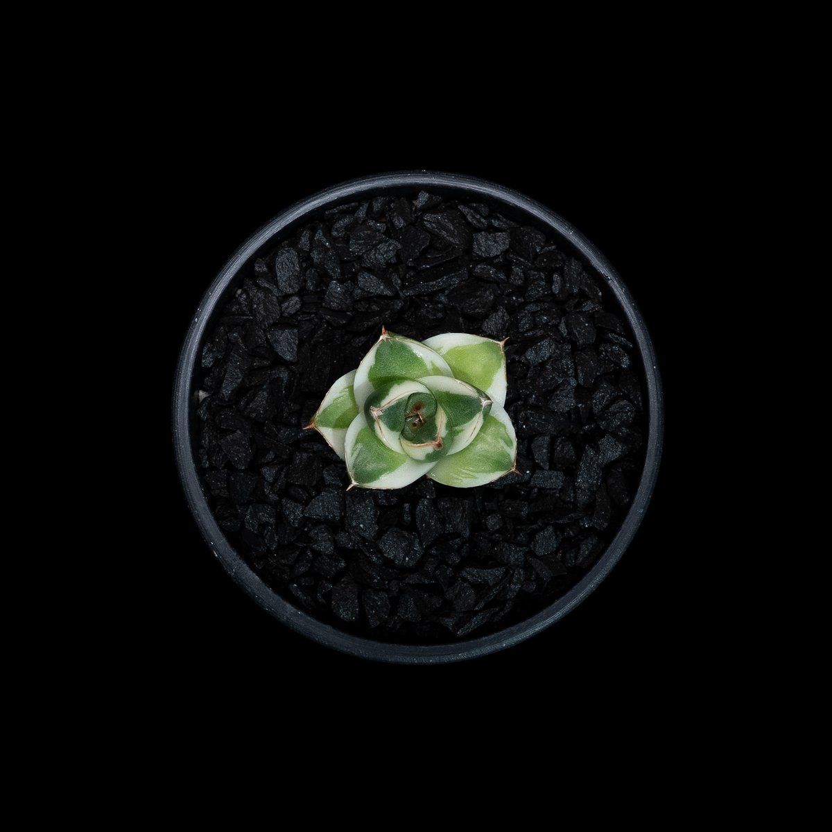 アガベ 王妃笹の雪 A型 白覆輪斑 ピンキー / Agave filifera var. co