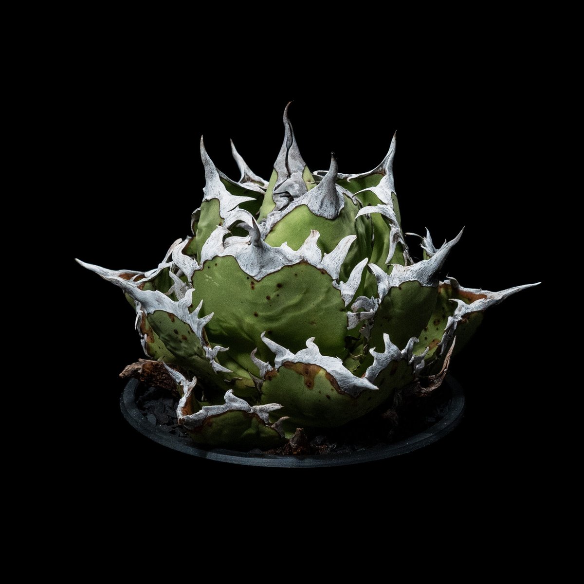 アガベ チタノタ 白排刺 大鋼牙 / Agave titanota 'Chain' #1 |