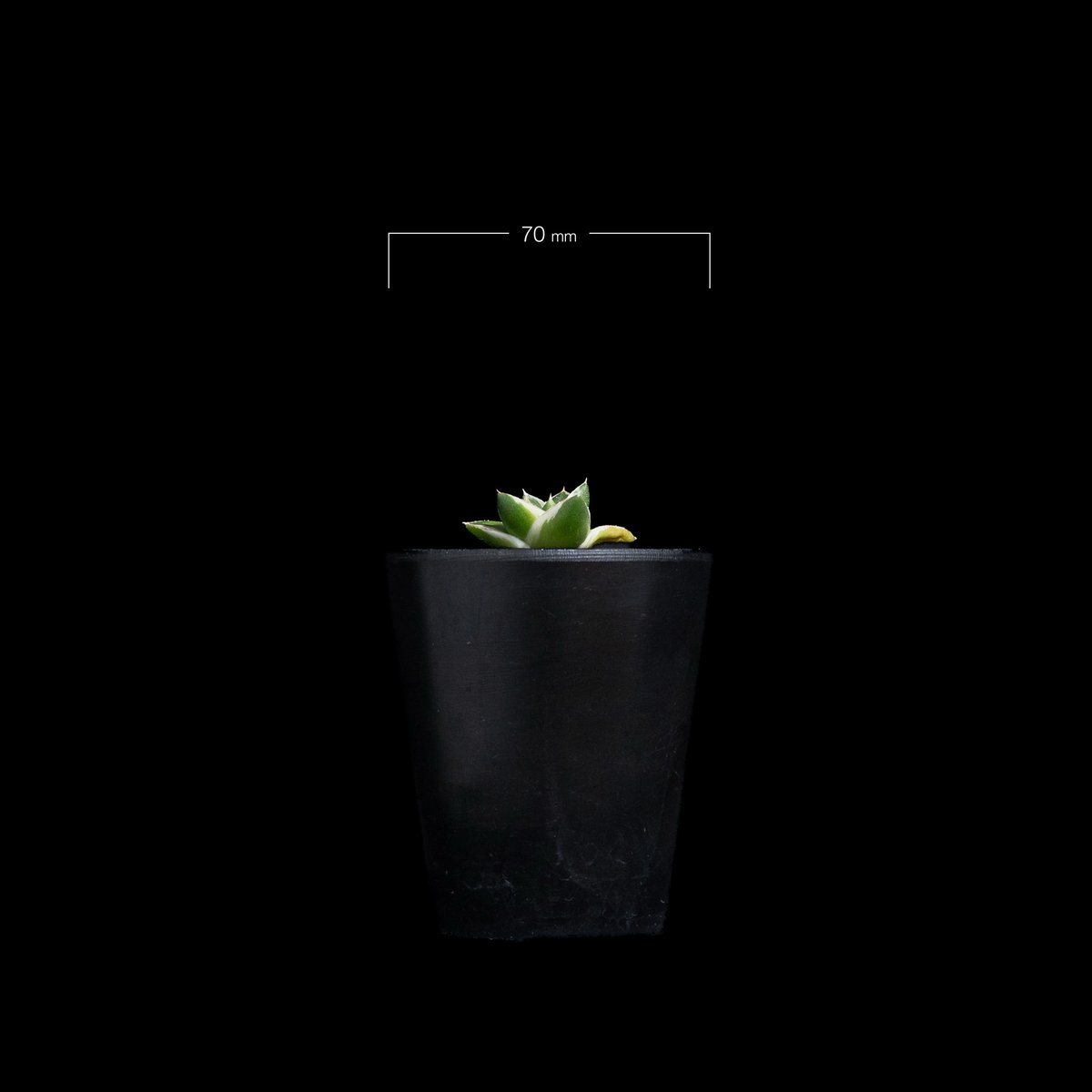 A271 多肉植物 アガベ ピンキー 王妃笹の雪A型 白覆輪斑 精選極上美