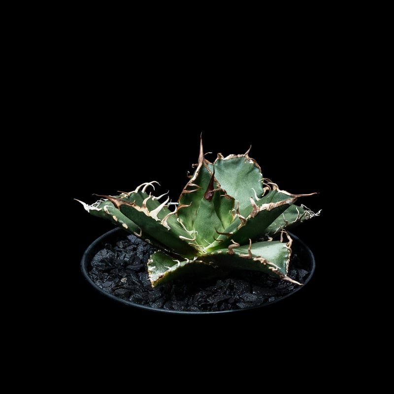 アガベ チタノタ シーザー / Agave titanota 'Caesar' #6 | Du