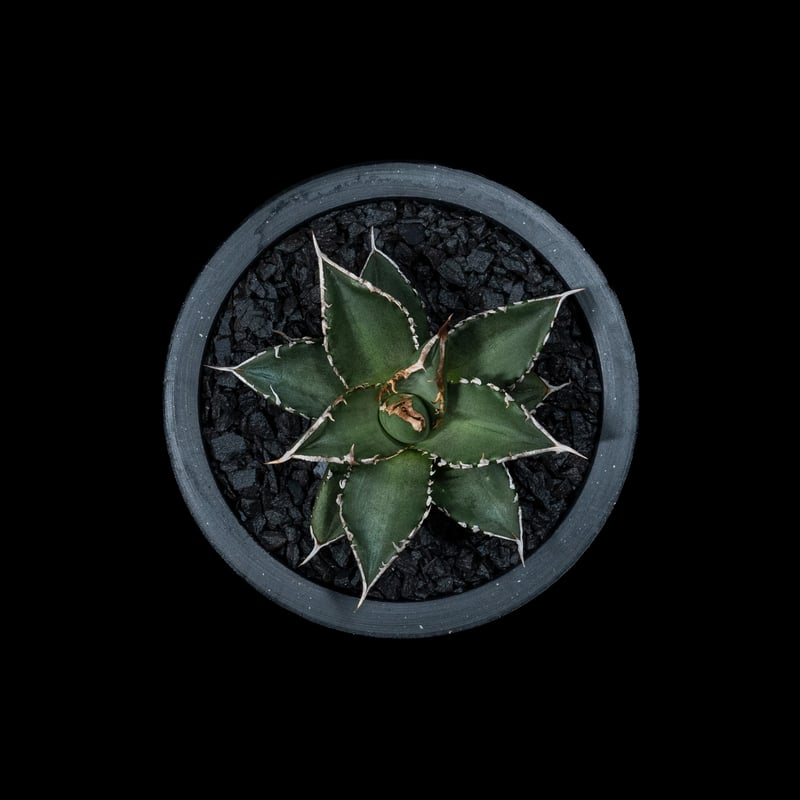 アガベ チタノタ 海王 / Agave titanota 'Sea King' #1 | Du
