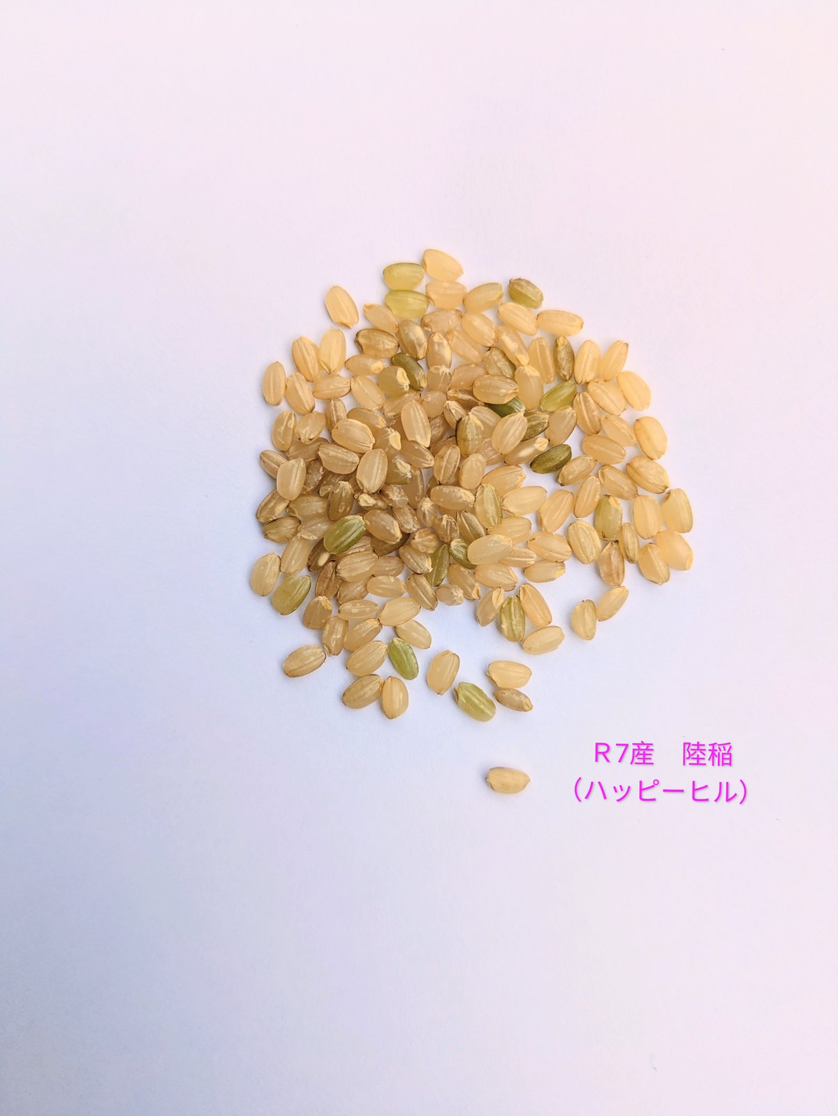 令和7年産【ハッピーヒル】【籾保管で鮮度保持】陸稲・自然栽培（お米