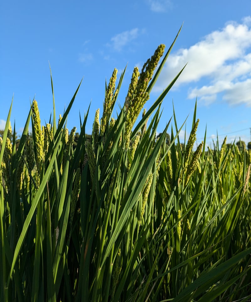 完売御礼】ハッピーヒル種籾（うるち米）（陸稲種籾）【送料含む