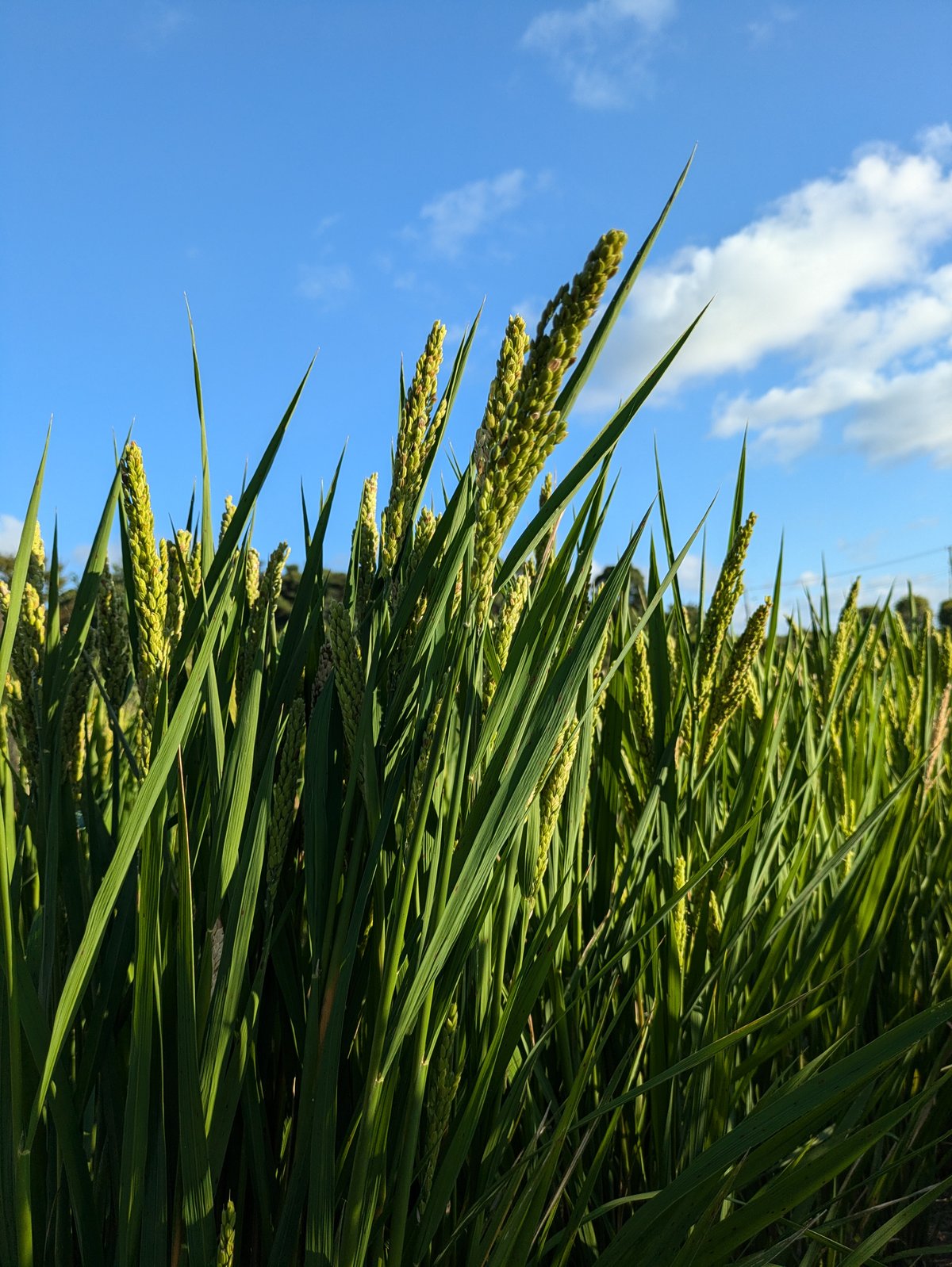 完売御礼】ハッピーヒル種籾（うるち米）（陸稲種籾）【送料含む