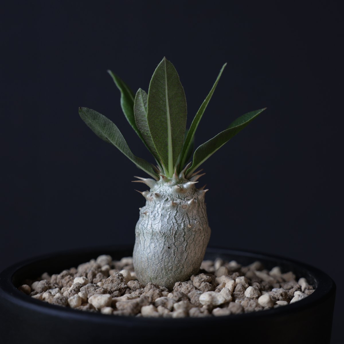 パキポディウム グラキリス 実生株 | retes online shop