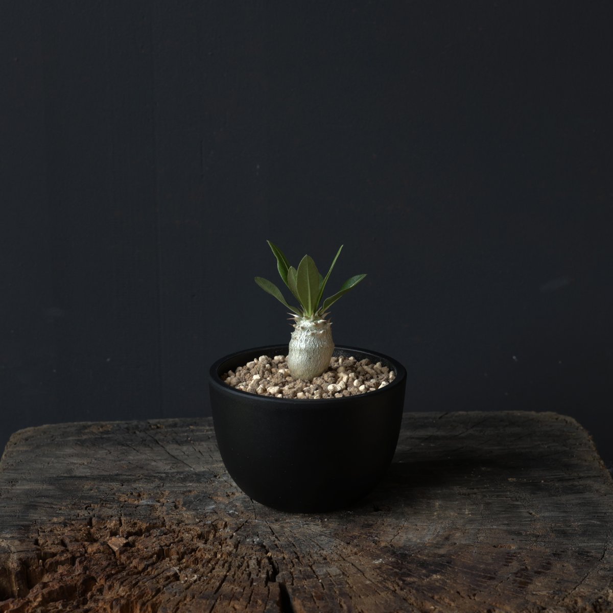 パキポディウム グラキリス 実生株 | retes online shop