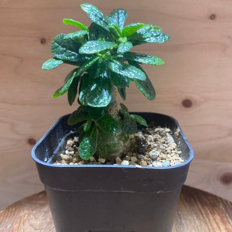 ドルステニアギガス | STORES