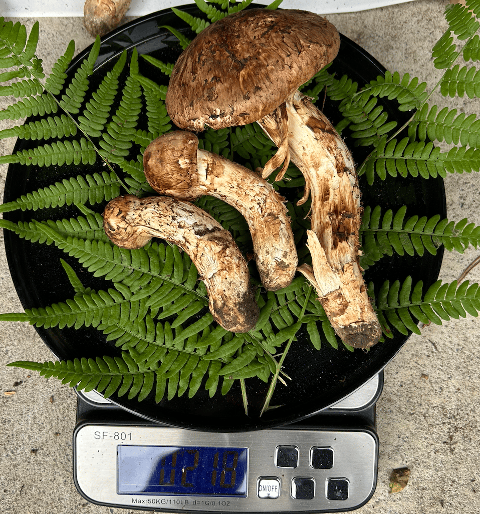 訳あり＞訳あり松茸 | 国産松茸通販の松茸堂｜朝採れの天然松茸を全国