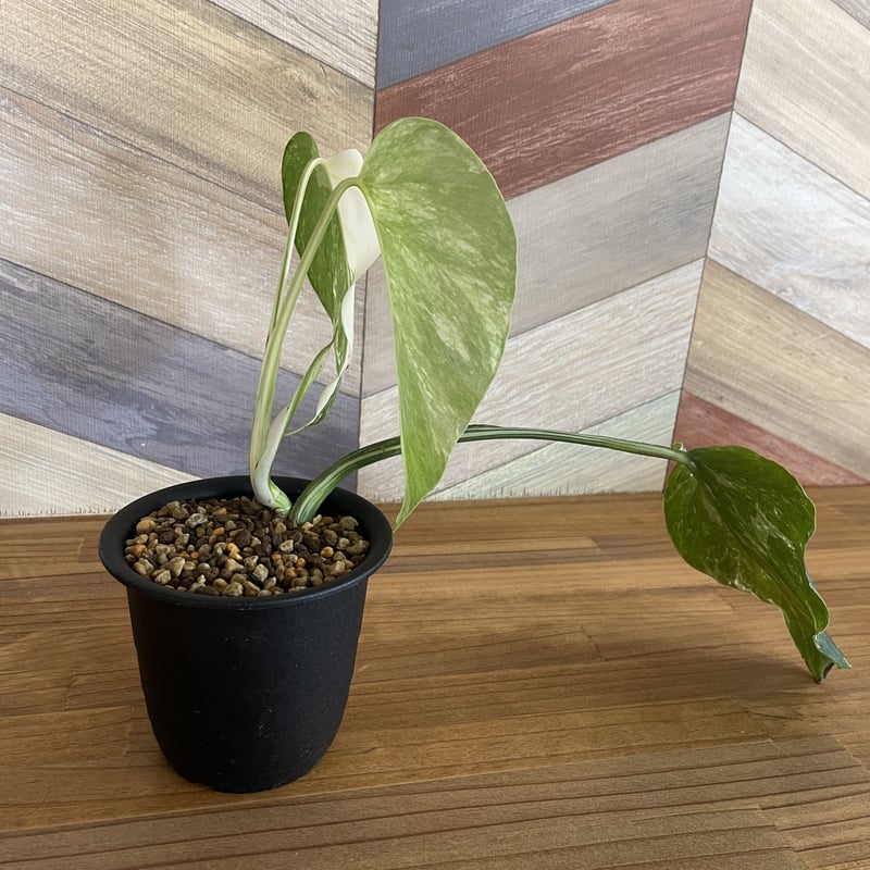 モンステラタイコンステレーション（検）斑入り、ホワイトタイガー