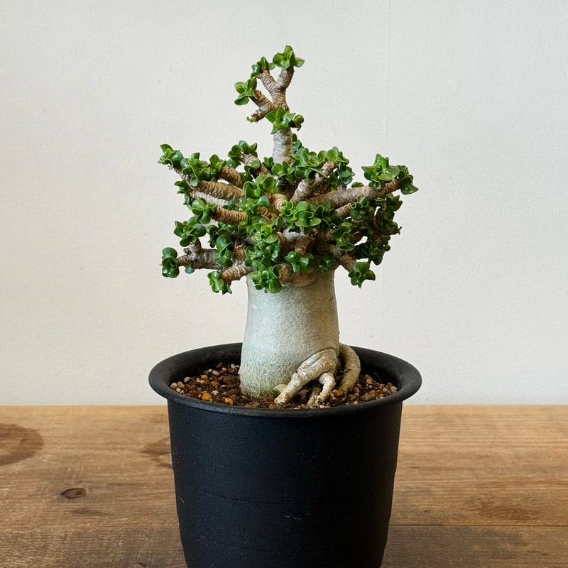 アデニウム / アラビカム巻葉（獅子葉） | Vitamin + STORE