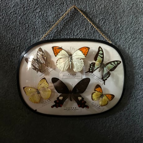 昆虫標本 | STORES