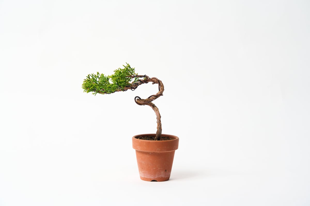 糸魚川ミニ真柏育成セット～育三郎～ | 糸魚川市観光協会オフィシャル