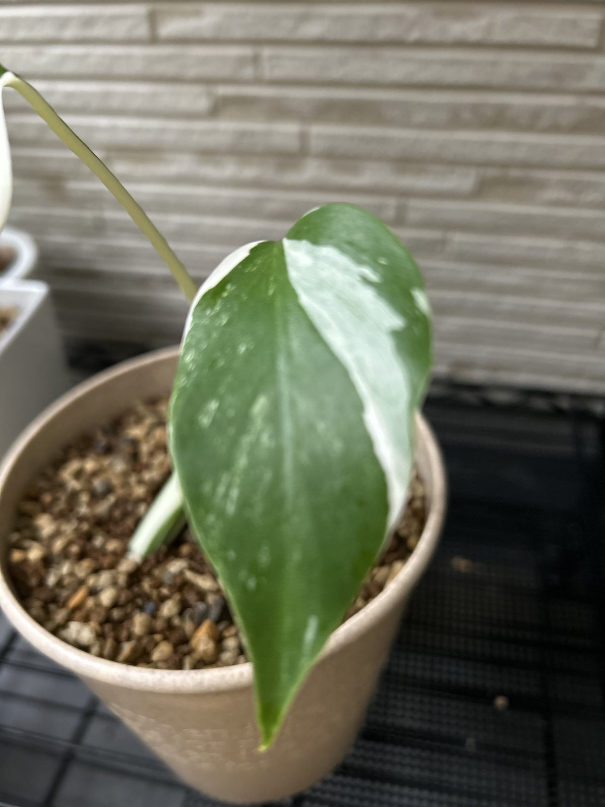 モンステラ ホワイトタイガー 極斑入り ハーフムーン M002 | Le Ruban