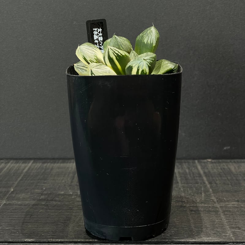 多肉植物 ハオルチア P水晶オブツーサ錦 × プラ鉢 | 最終的にサボテン