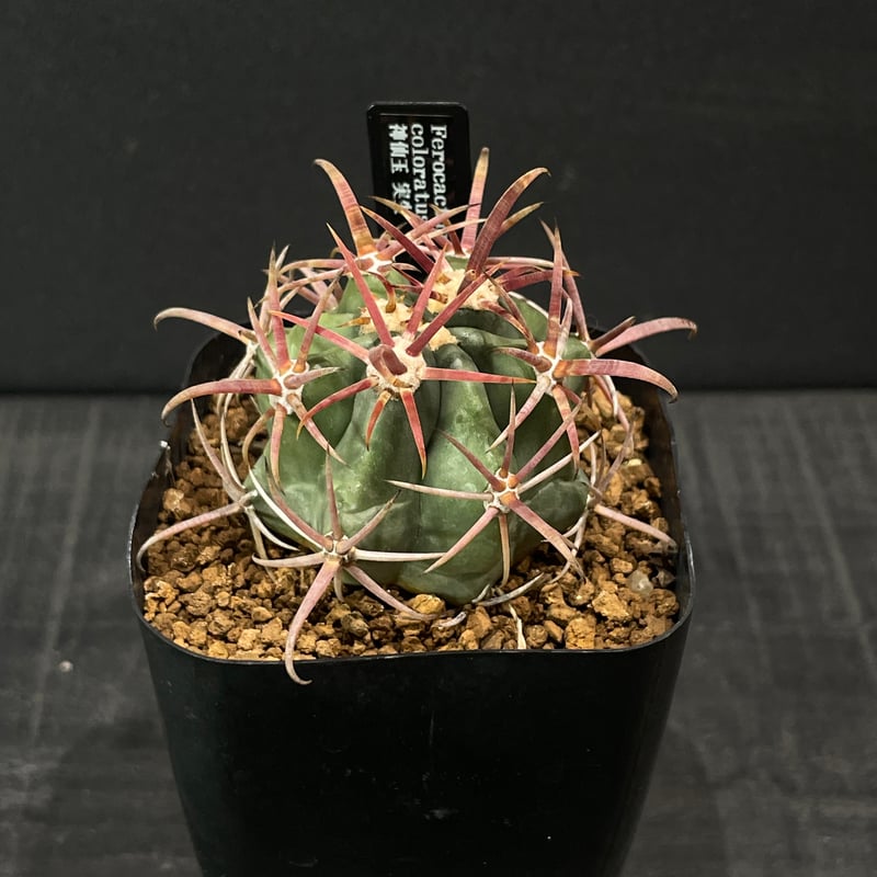 サボテン フェロカクタス 神仙玉 × プラ鉢 | 最終的にサボテン