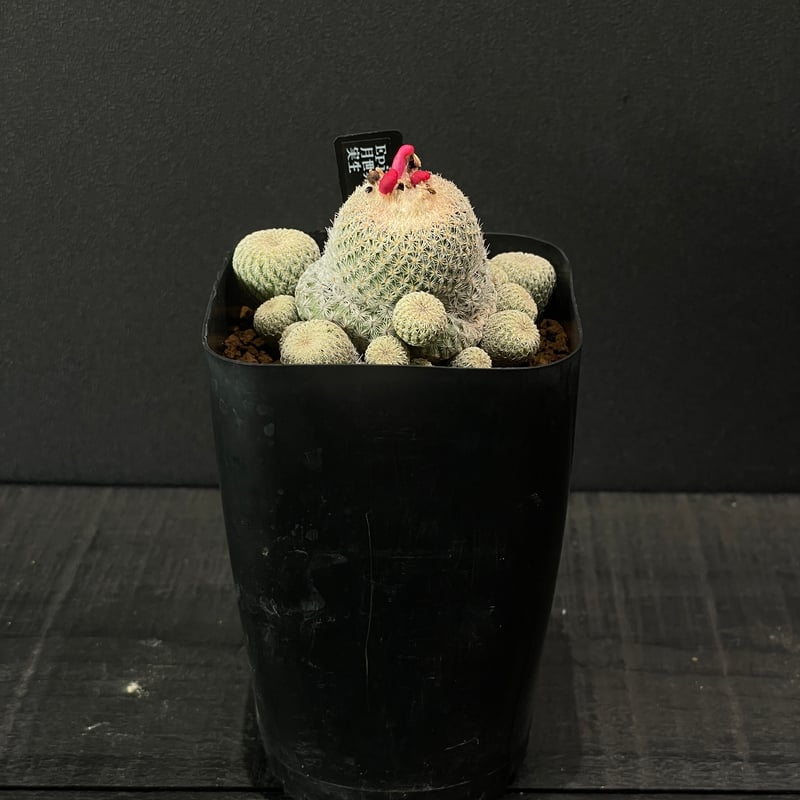サボテン エピテランサ 月世界sb63 × プラ鉢 | 最終的にサボテン