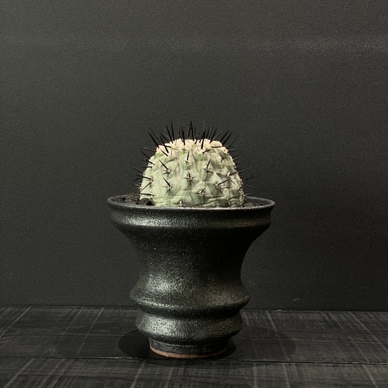 サボテン コピアポア 黒王丸（接ぎ降ろし） × 山元一真 作家鉢 | 最終