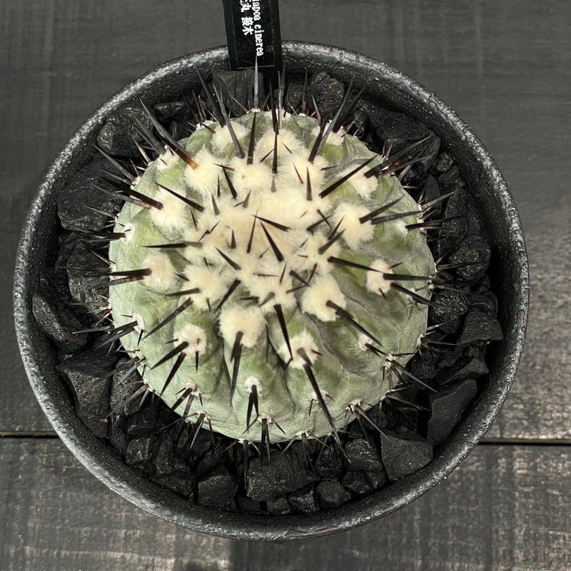 サボテン コピアポア 黒王丸（接ぎ降ろし） × 山元一真 作家鉢 | 最終