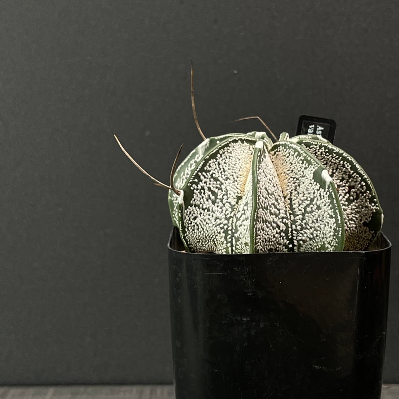 サボテン アストロフィツム 白瑞鳳玉 × プラ鉢 | 最終的にサボテン
