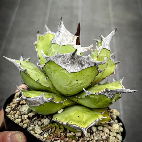 アガベ白犀牛 | STORES