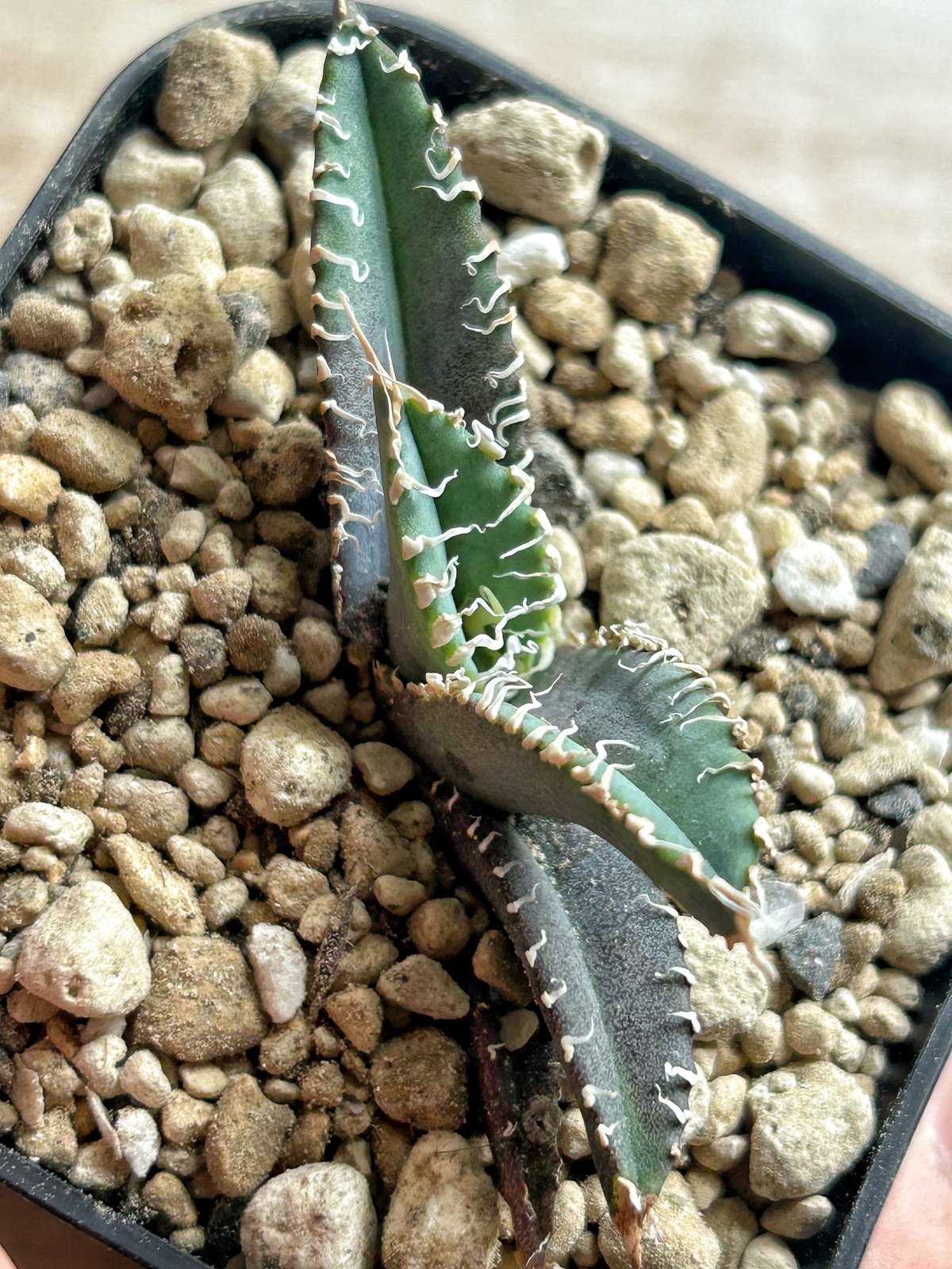 アガベ オテロイ