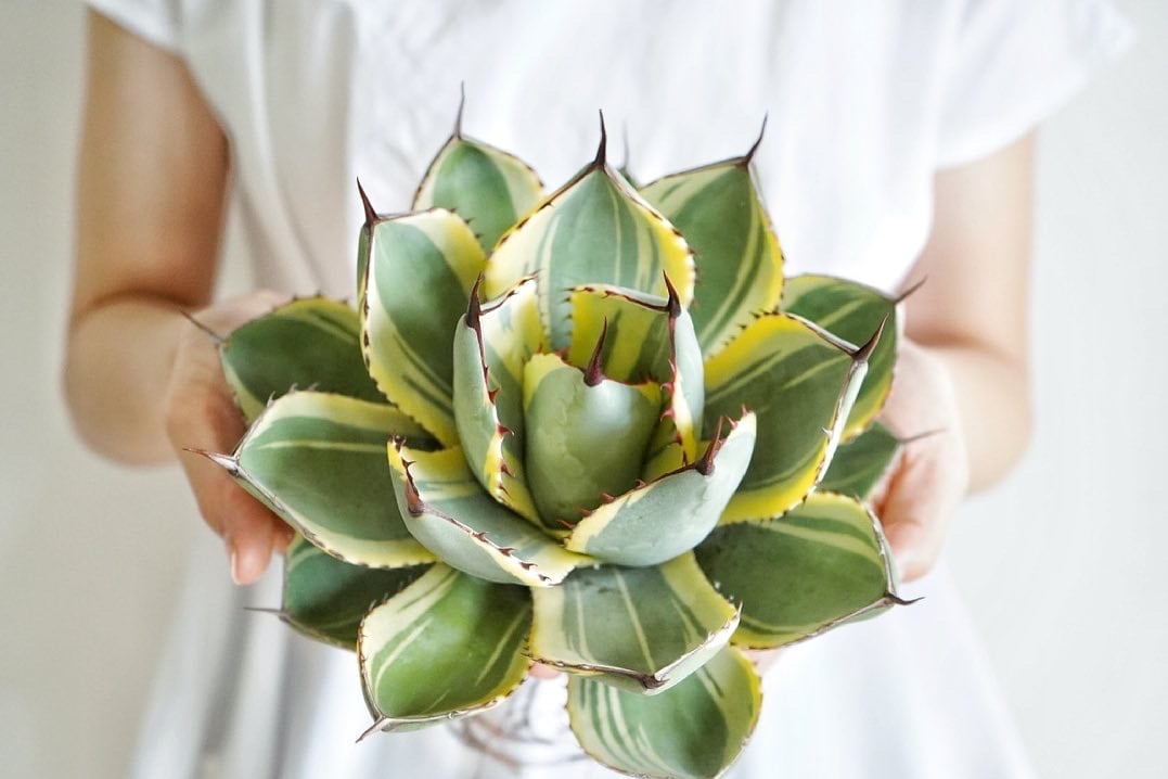 アガべ パリー オリザバ 子株 発根済み | アガベ専門店 Heart plants.