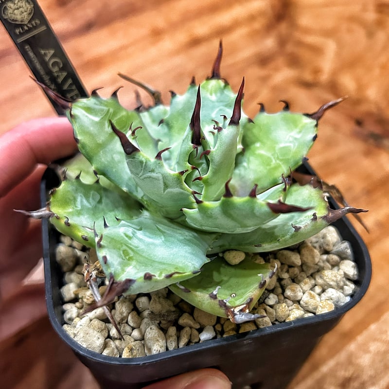 アガベ マクロアカンサ×イシスメンシス ハイブリッド | アガベ専門店