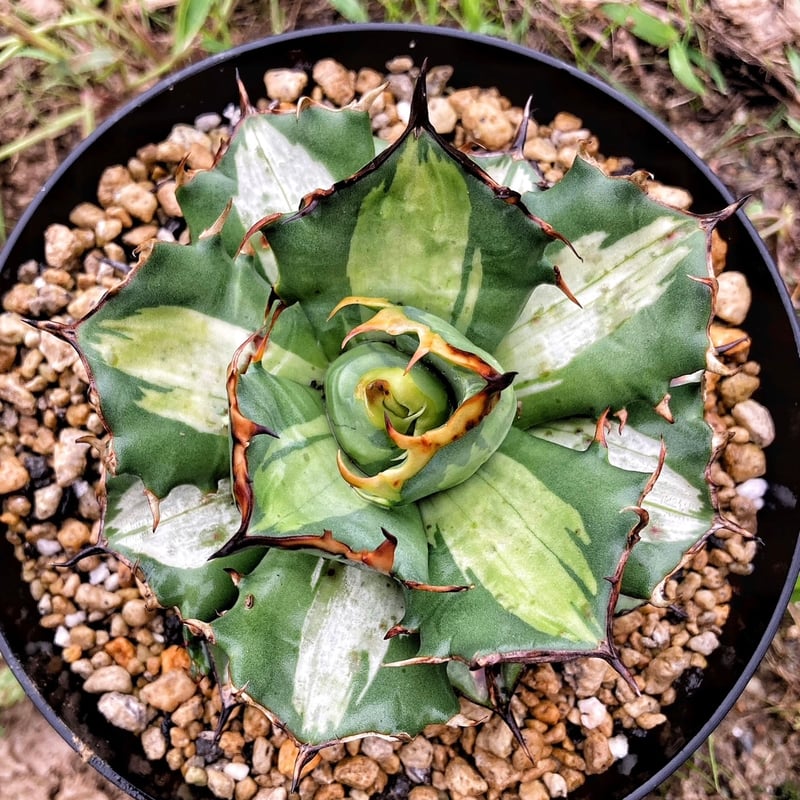 H*e様 アガベ チタノタ 姫厳竜 斑入り 白覆輪斑 子株付き 08 発根済