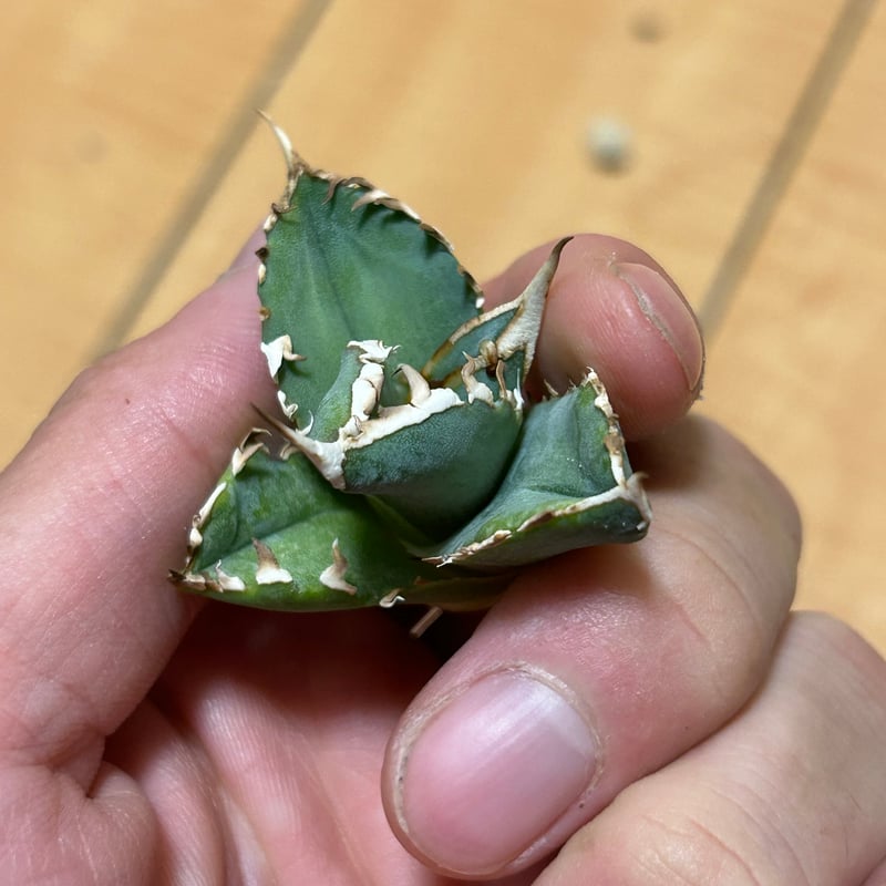 アガベ Heartplantsコレクション白豪棘 子株 オテロイ | アガベ専門店