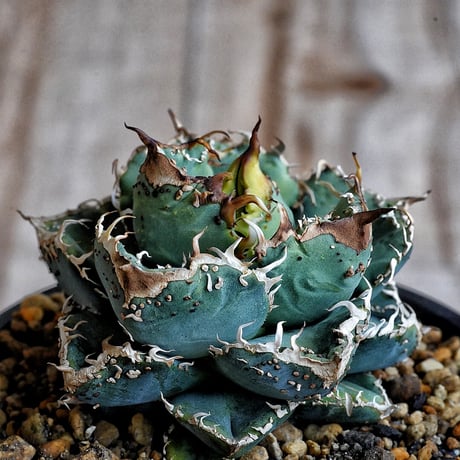 アガベブツブツ | STORES