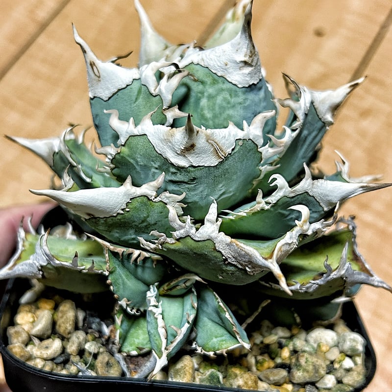 アガベ Heartplantsコレクション白豪棘 子株 オテロイ | アガベ専門店