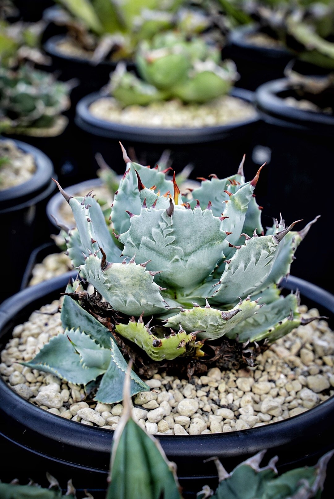 アガベ イシスメンシスハイブリッド 青葉 | アガベ専門店 Heart plants.