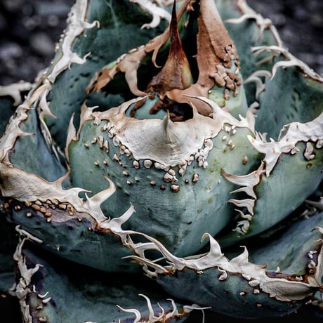 アガベブツブツ | STORES