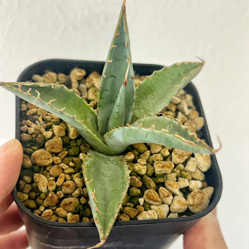 アガベ エボリスピナ×シャウィー ハイブリッド | アガベ専門店 Heart