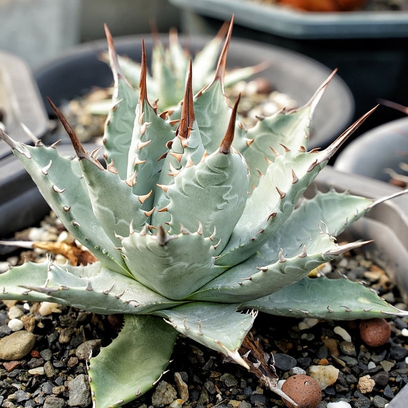 アガベ 妖蟹 ユタエンシス ×イシスメンシス | アガベ専門店 Heart plants.