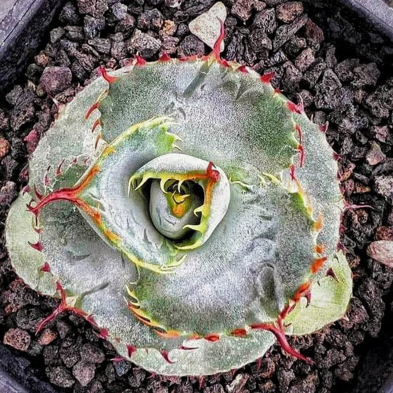 圓葉瓜達 グアダラハラナ ドワーフtype 子株 | アガベ専門店 Heart plants.