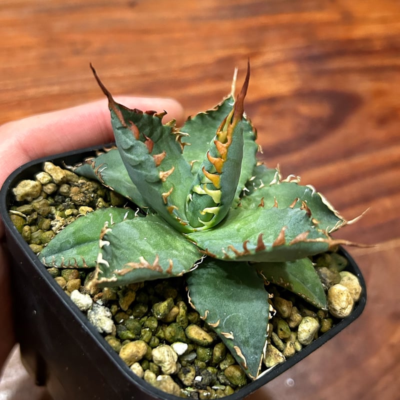 アガベ エボリスピナBB 妖炎BB 良型選抜個体 | アガベ専門店 Heart plants.