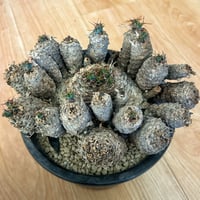 アガべ パリー オリザバ 子株 発根済み | アガベ専門店 Heart plants.