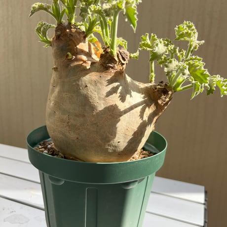 キフォステンマウターマクロプス | STORES