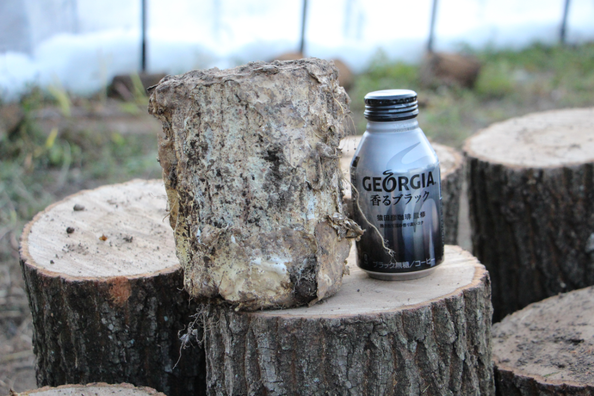 Lサイズ × 5本 クヌギ 土埋め レイシ (霊芝) 産卵材 柔らか仕上げ