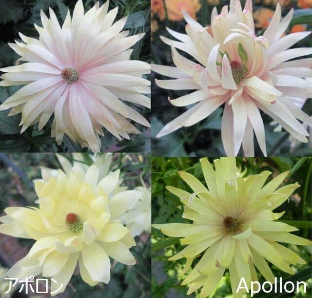 注目新品種】ラナンキュラス ラックス「アポロン」 | プチフルール