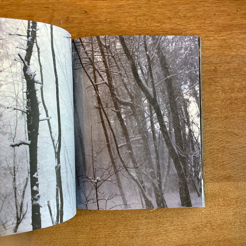 mina tabuchi｜into the forest | WHITEGREEN GALLERY