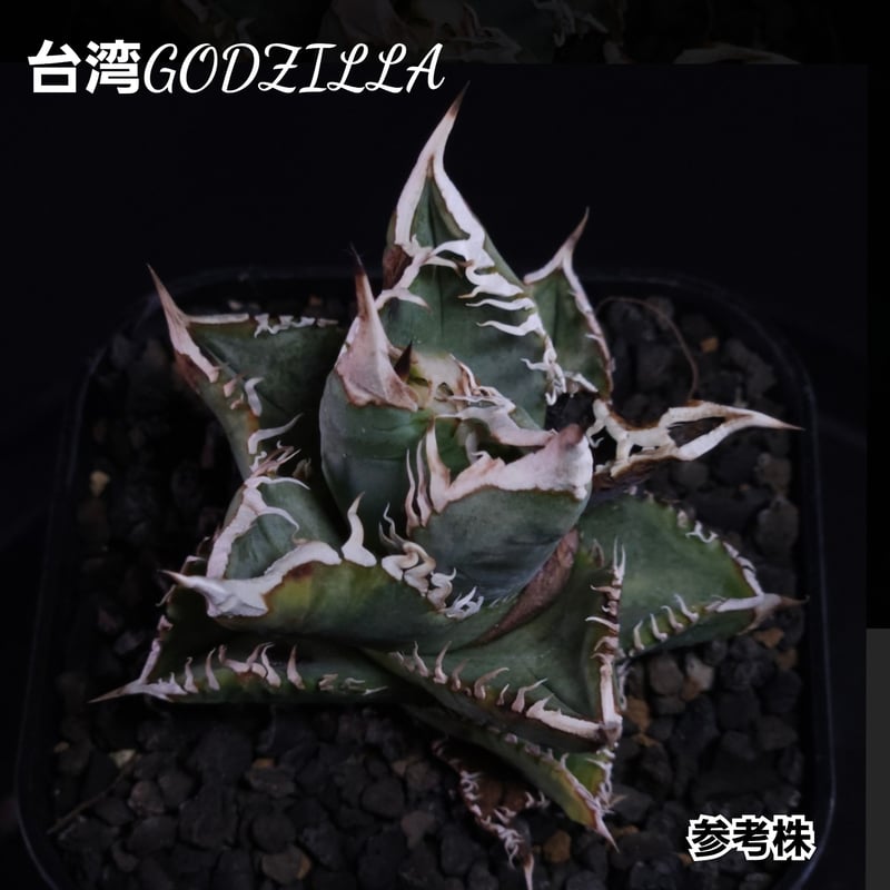 台湾ゴジラ No.15 不規則に乱れる超厳つい鋸歯が特徴的！入手困難な