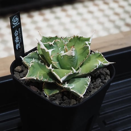 初売りセット13】103 TC2株 アガベ 翼竜 白豪刺 太棘 鉢ごと発送 2026