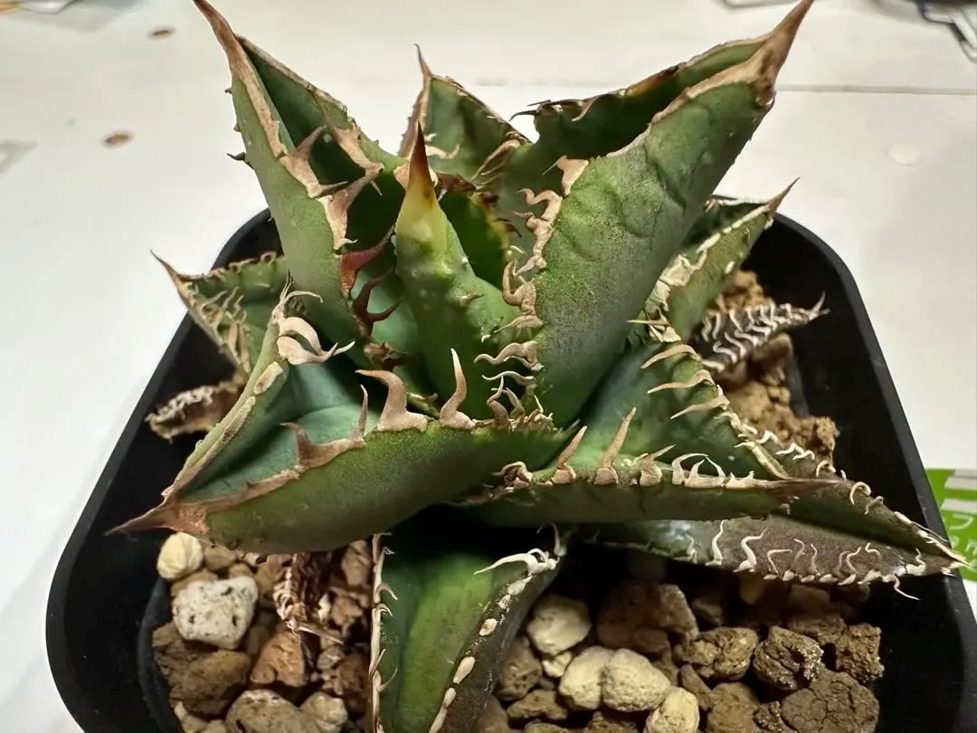 希少ブツブツ系アガベ】痘痘龍(豆豆龍)子株 / チタノタ | プラントウィズ